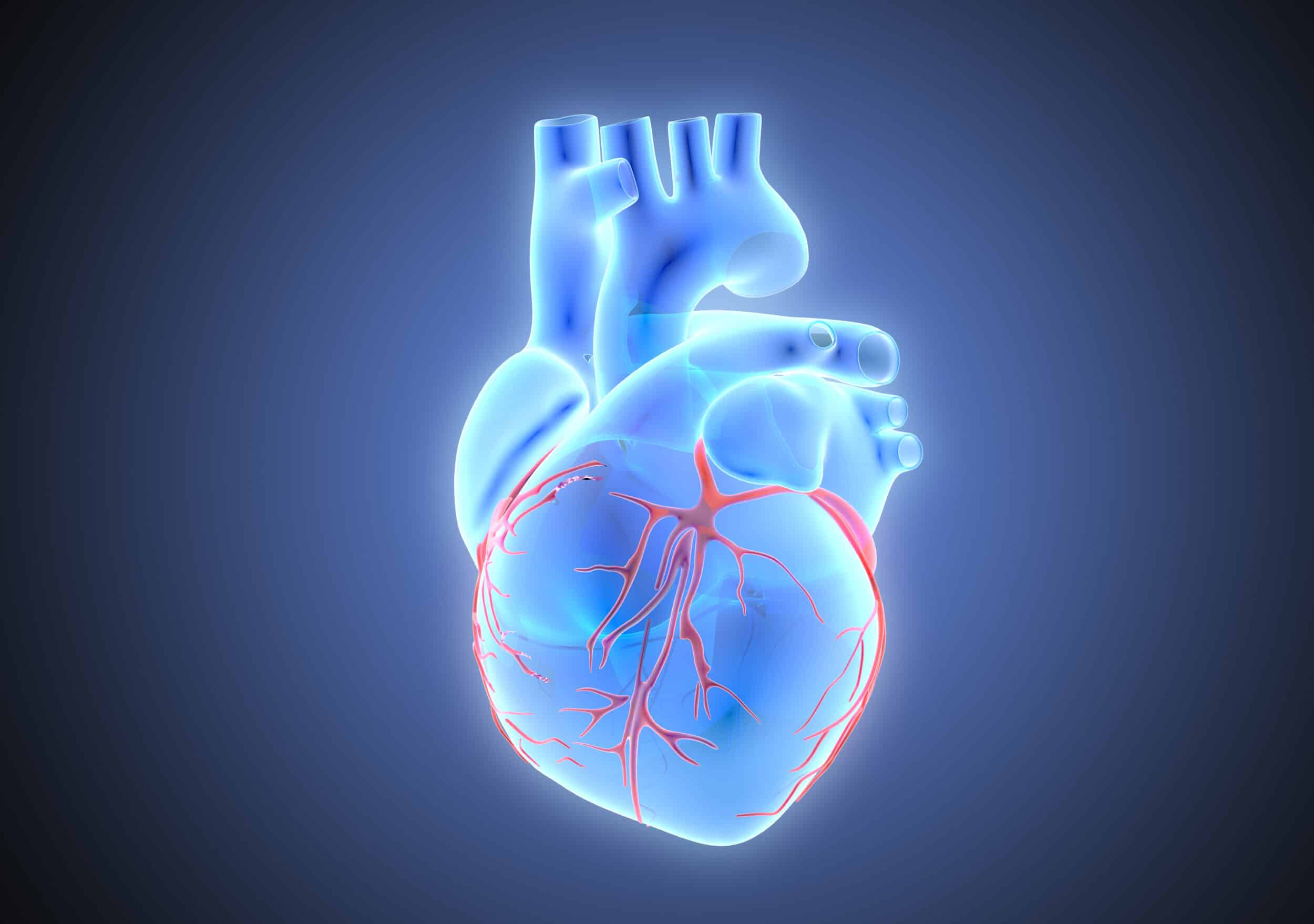 3D rendering blue transparent human heart with red vein illustration Image of heart and veins of person with lipid disorder in south riding